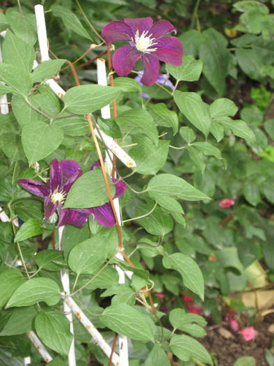 clematis Ernest Markham