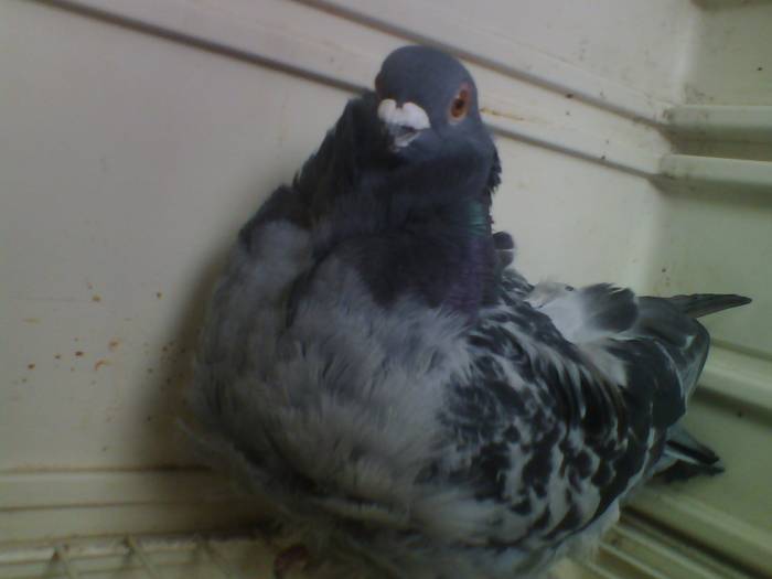 pescarus chinezesc - X-TODAS LAS RASAS DE PALOMAS EN EL MUNDO