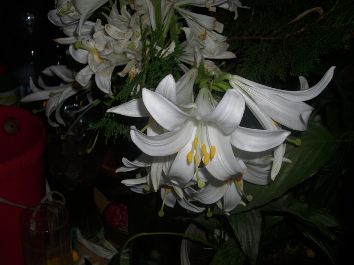 DSCI0868 - flori din gradina mea
