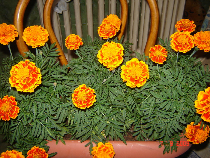 DSC02685 - flori