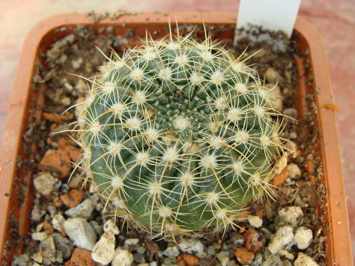 N. concinnus