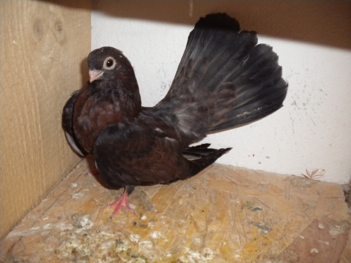 Picture 175 - Raicu 1