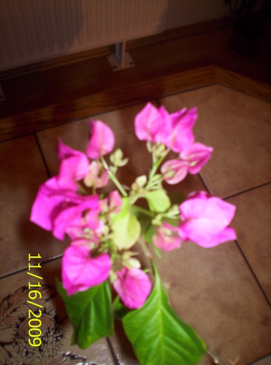 Bougainvillea - F L O R I de tot felul 2009