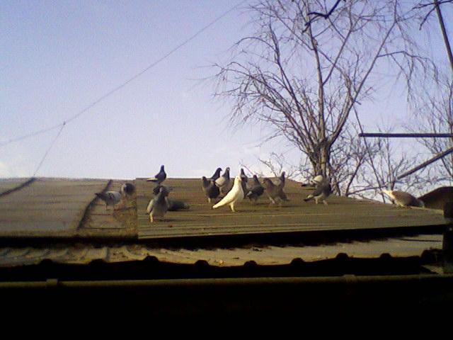 Fotografii-0022Mgjt - Copy (3) - Porumbeii mei calatori