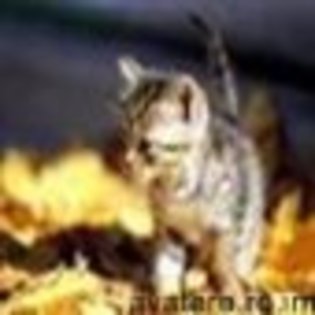 animale__avatare-cu-pisicute-56_jpg_85_cw85_ch85 - PISICUTE