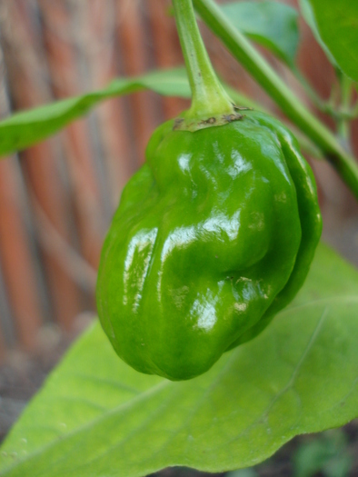 Habanero Pepper (2009, October 07)