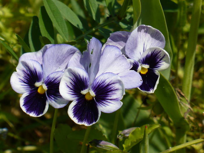 P1110979
