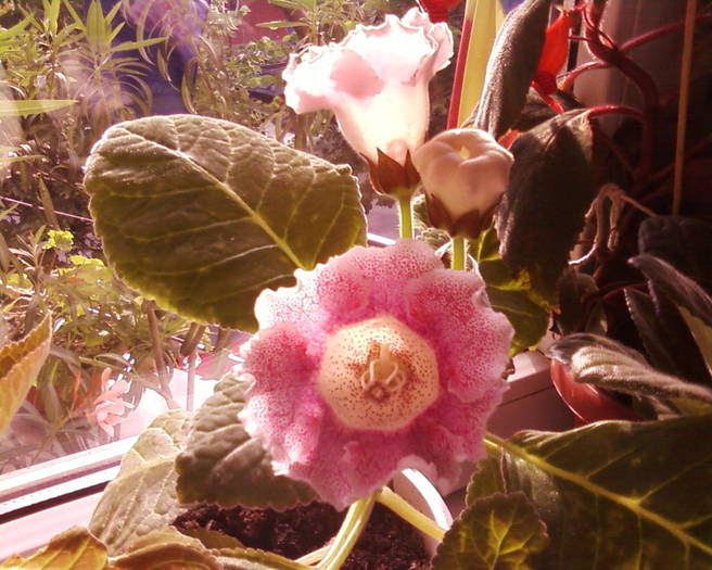 gloxinie rox cu picatele - flori 2009