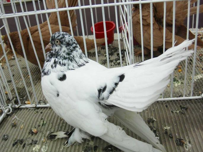 rcluj pestr h 4 - 1502 partea 3