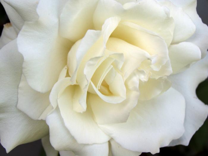 White Rose; Un trandafir crem din gradina mea
