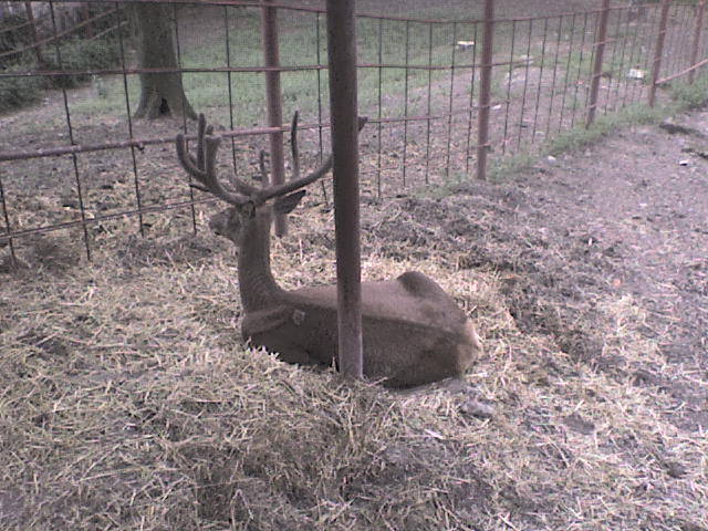 cerb - poze parcul zoologic piatra neamt