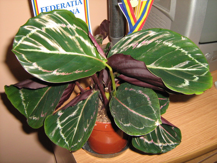 IMG_3440_1; calathea
