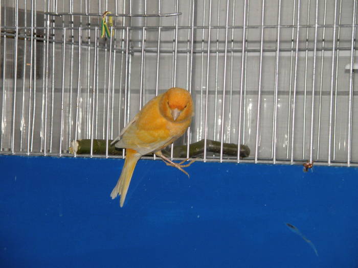 Picture 031 - canari