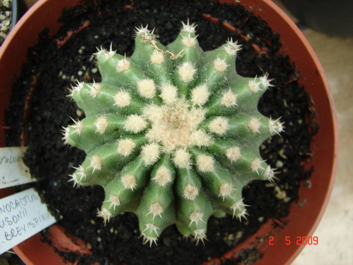 Echinocactus grusonii v. brevispinus