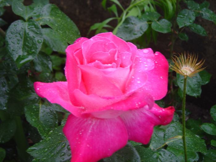 trandafir - florile mele in 2009