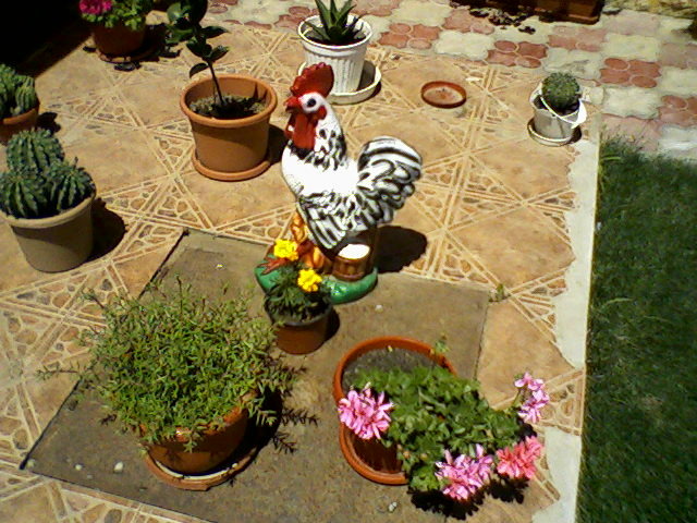 Fotografii-0017 - dragele mele flori 2009
