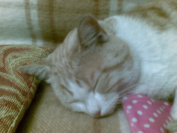doarme - Poze cu pisicul meu