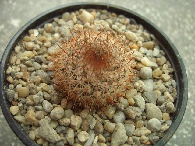 Notocactus schlosseri - Notocactus