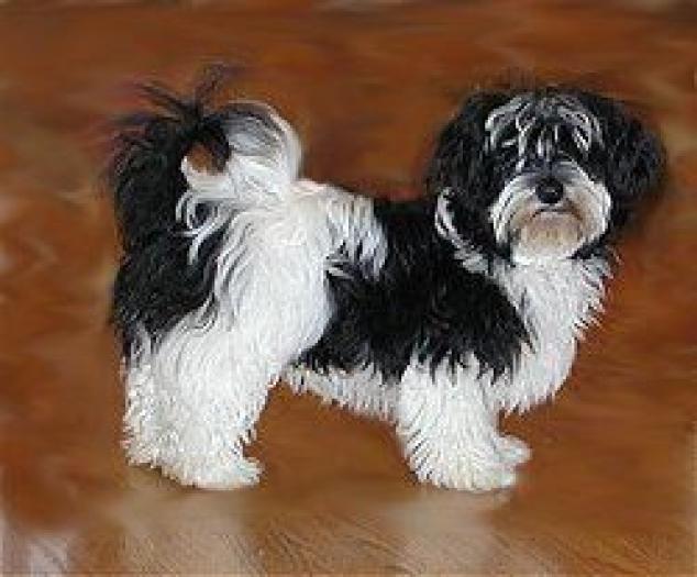 bichon-havanese