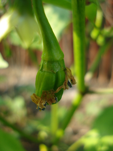 Habanero Pepper (2009, September 25) - Habanero