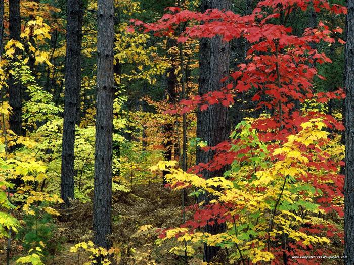 Michigan Colors - Very Beautiful Nature Scenes