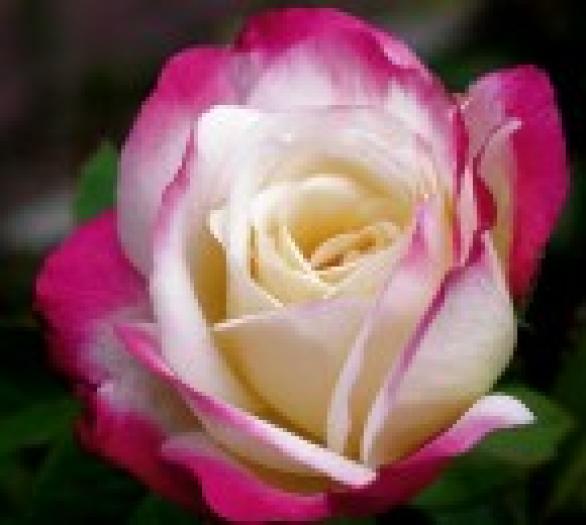 trandafir-alb-roz - Flori
