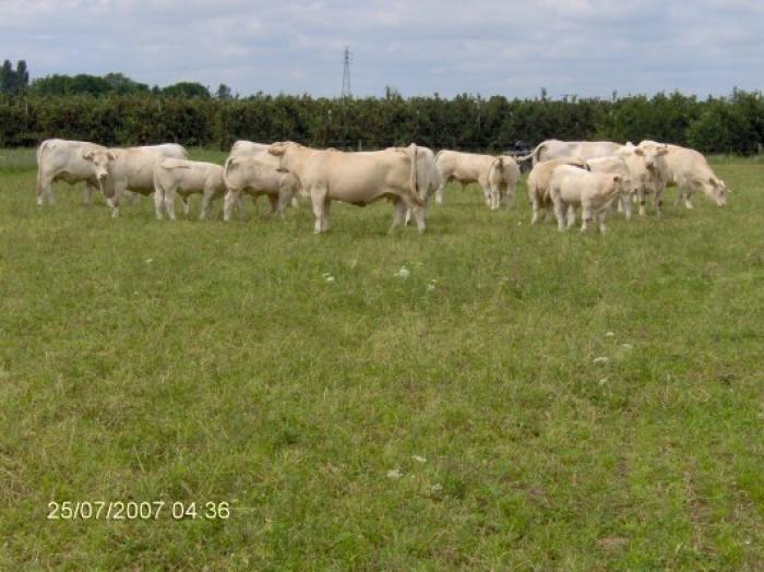 taurasi-charolaise-de-12-18 luni - Vaci de carne DANYJOJO