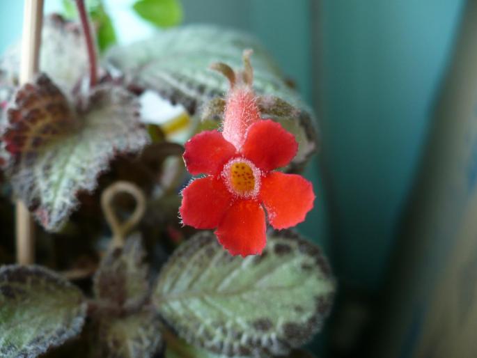 P1030230 - Episcia cupreata