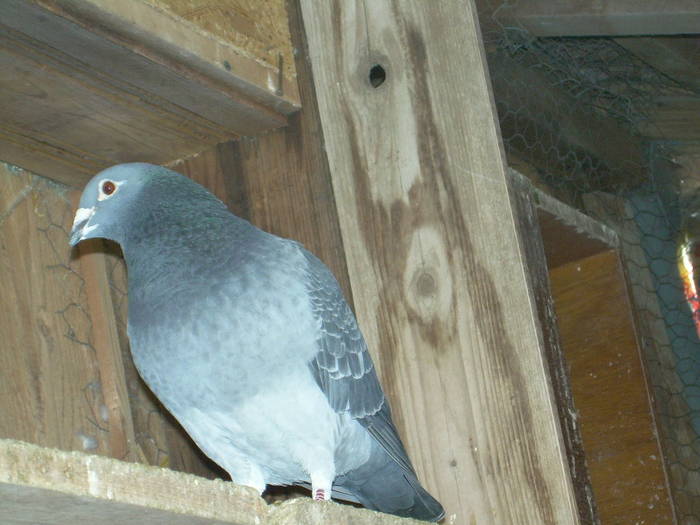 15.03.2009 017; porumbei 2008
