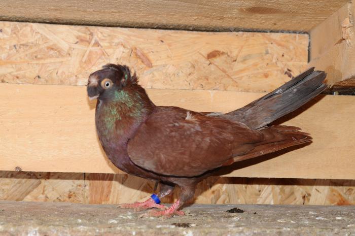 DSC_9909 - jucatori dublumotati calarasi 2008