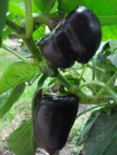 Bell Pepper Purple Flame (2009, Oct.17) - Purple Flame Pepper