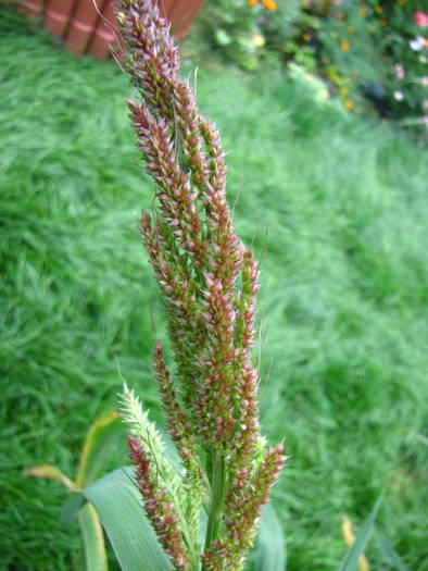 IMG_1099 Echinochloa (orzyoides) - nume necunoscut