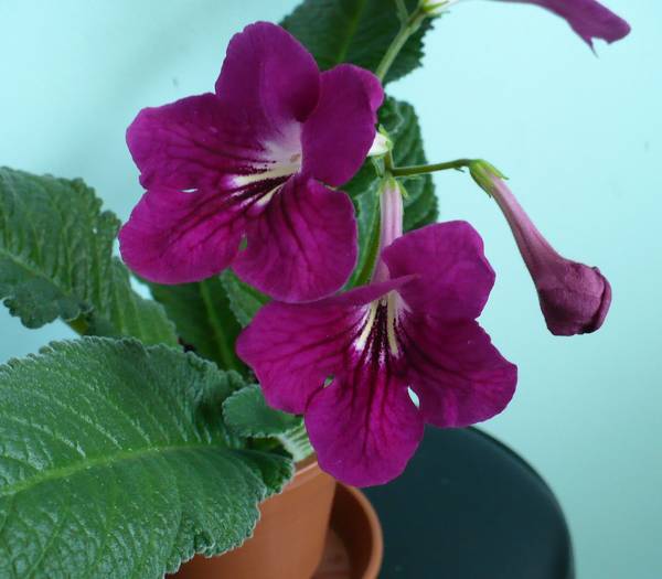 P1140861 - STREPTOCARPUSI