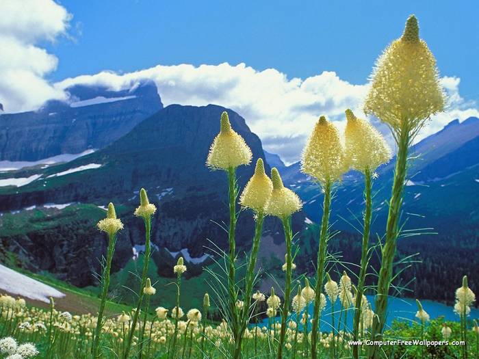Wallpapers - Nature 10 - Beargrass,_Grinnell_Lake,_Glacier_National_Park,_Montana - Very Beautiful Nature Scenes