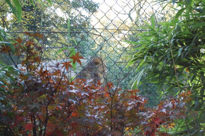 DSC_0074 - zoo amneville