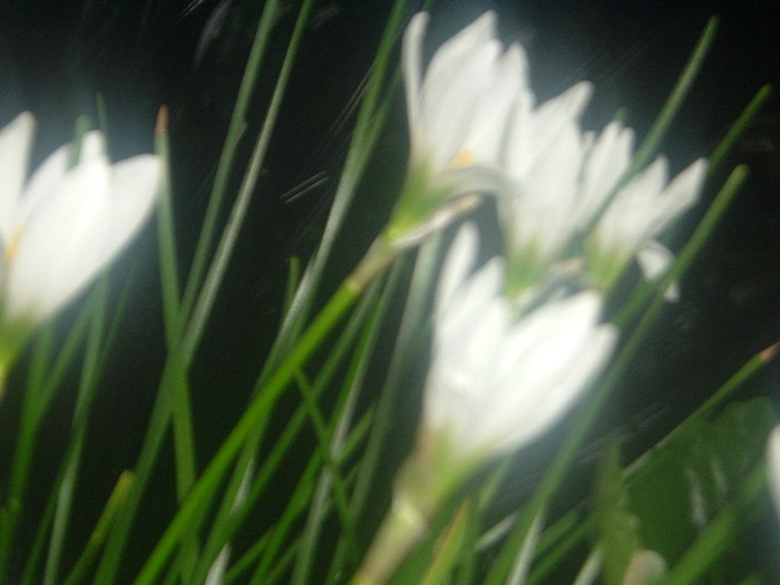 DSCF8458; bobocei de zephi
