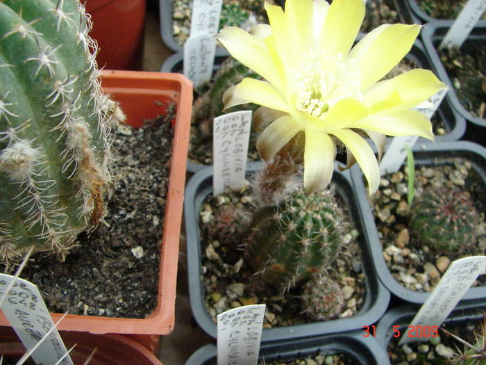 DSC05900