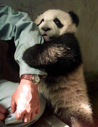 poze-animale-amuzante-ursi-panda-mana-dragut - Usi panda