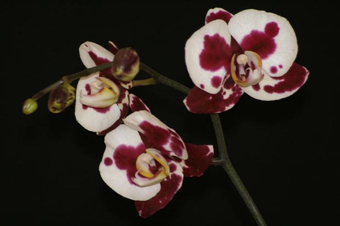 phalaenopsis - orhidee