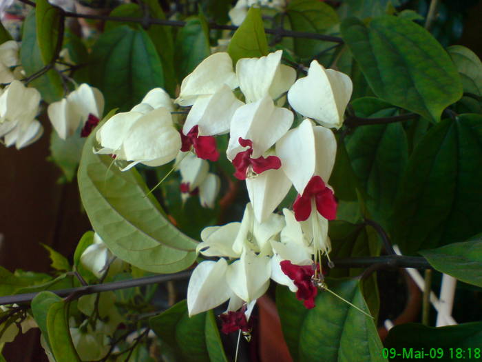 Clerodendrum - Gradina Penelopei in luna mai