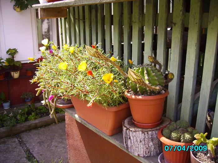 IMG_7783 4.07.2009  16h 11min - cactusi