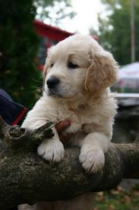 Golden Retriever; expo Arad
