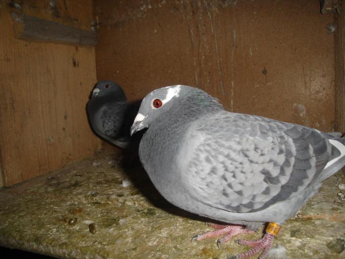 DSC05886 - Acum muuuult timp