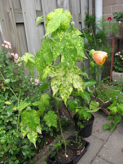 Abutilon (Myrela) 1 aug 2009 (1)