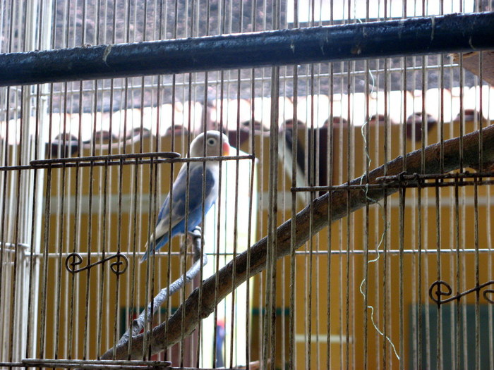 Unicii agapornis :( - 2_1 - Kuala Lumpur Bird Park
