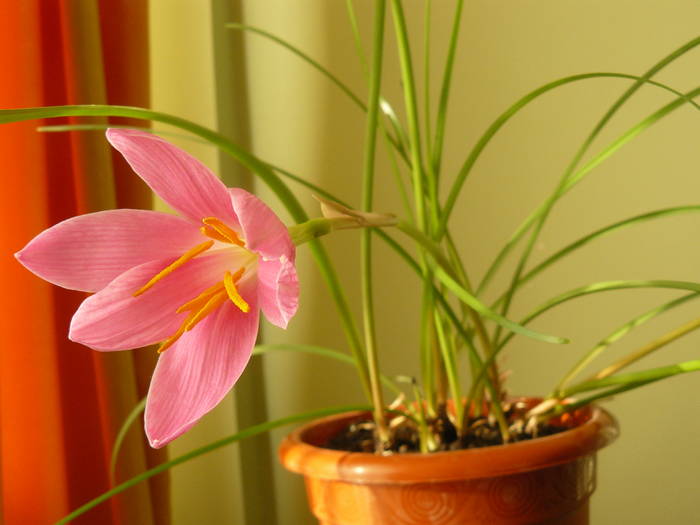 zephyranthes - poze 2009