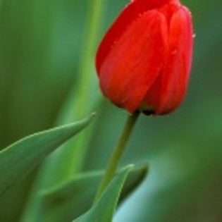 lalea rosie - care este cea mai romantica floare