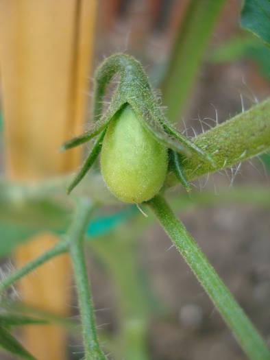 Tomato Yellow Pear (2009, June 07) - Tomato Yellow Pear