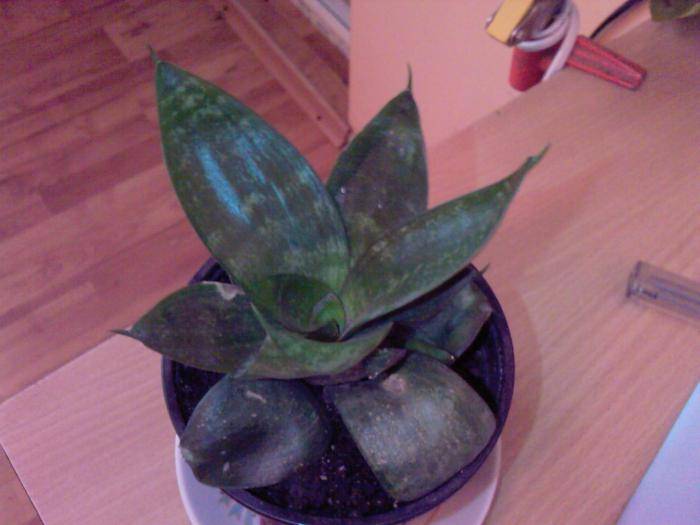 Sansevieria trifasciata 'Hahnii'