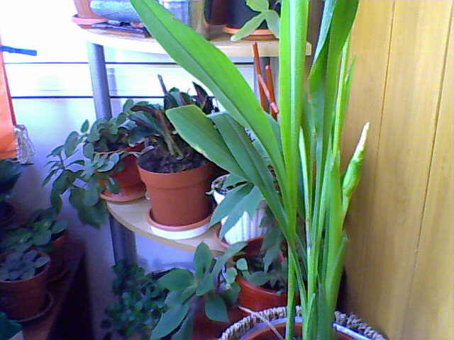 Lalea tailandeza (curcuma) - florile mele